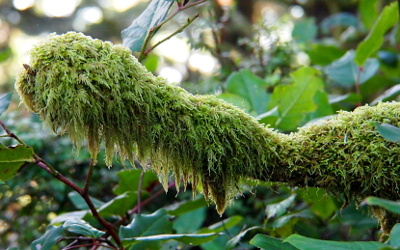 [Moss not only completely covers the limb, the moss is so long it hangs from the limb.]